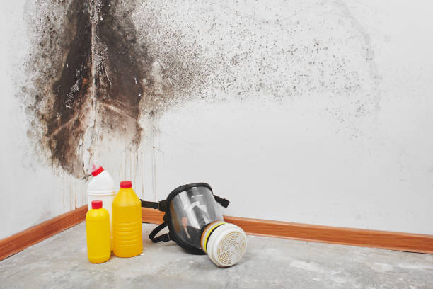 Best Fast Mold Removal  in Ripley, WV