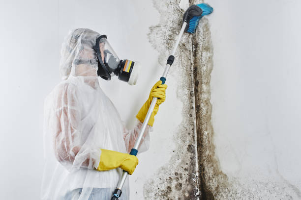 Best Home Mold Removal  in Ripley, WV