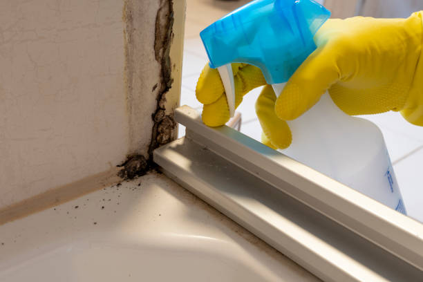 Best Toxic Mold Removal  in Ripley, WV