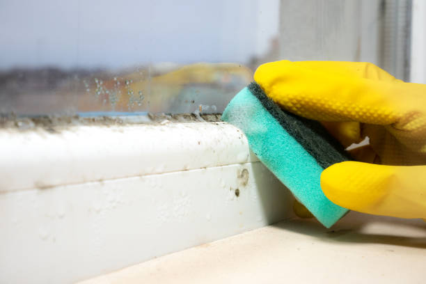 Mold Removal Process in Ripley, WV