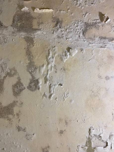 Best Certified Mold Removal  in Ripley, WV