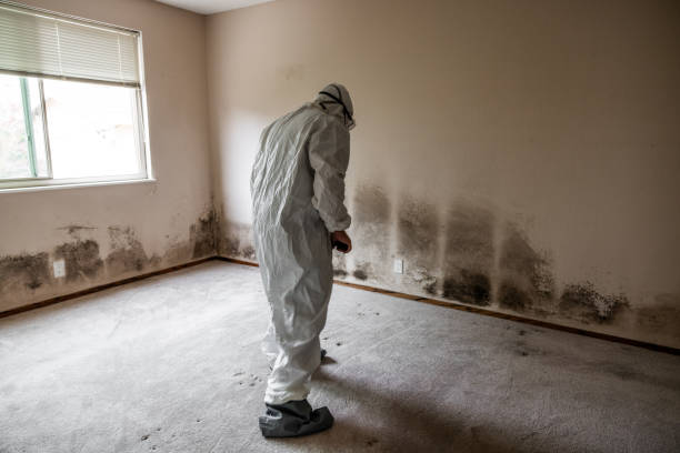 Best Office Mold Removal Services  in Ripley, WV