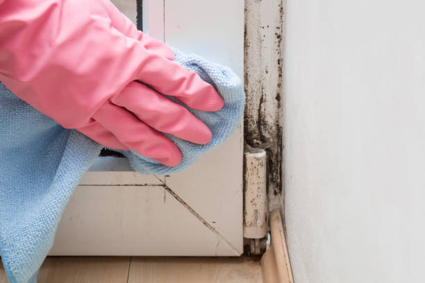 Attic Mold Removal in Ripley, WV